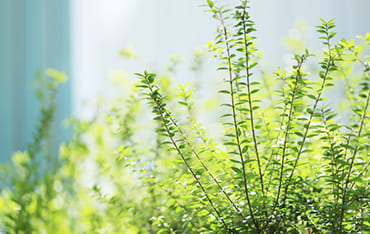植物3