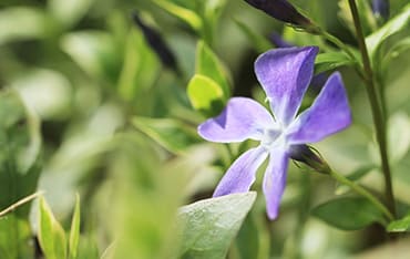 植物4